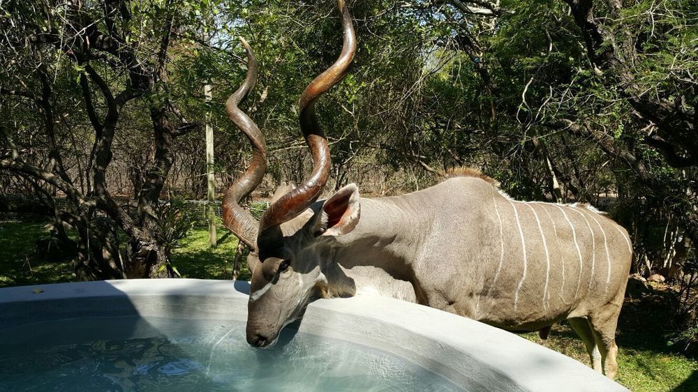 De Bruine Huis Marloth Park Buitenkant foto