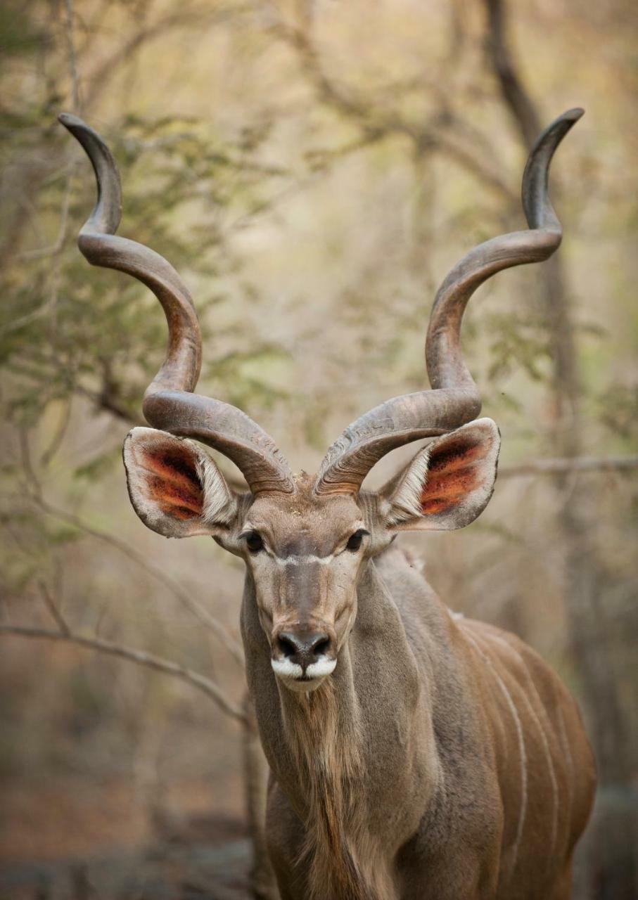 De Bruine Huis Marloth Park Buitenkant foto